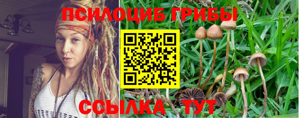 Галлюциногенные грибы Cubensis  Вход с VPN  Карабулак 